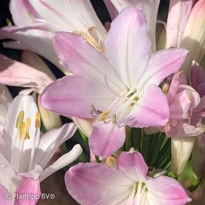 Agapanthus Blush Pink - Agapanthus Blush Pink - Willemse