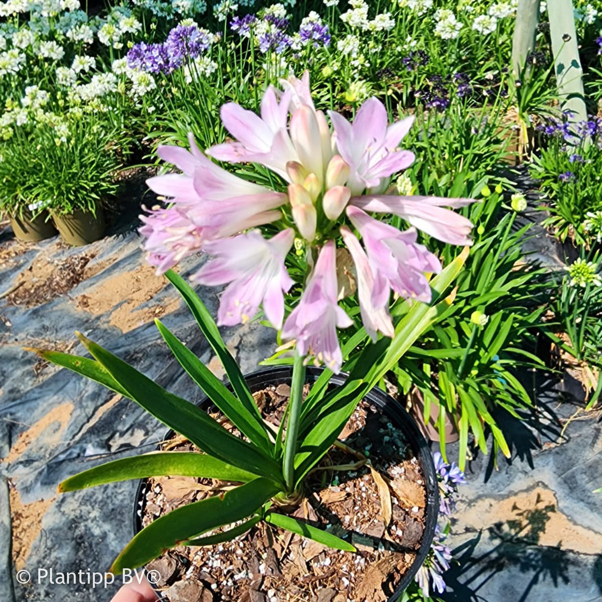 Agapanthus Blush Pink - Willemse