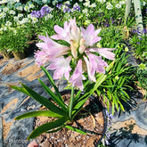 Agapanthus Blush Pink - Willemse