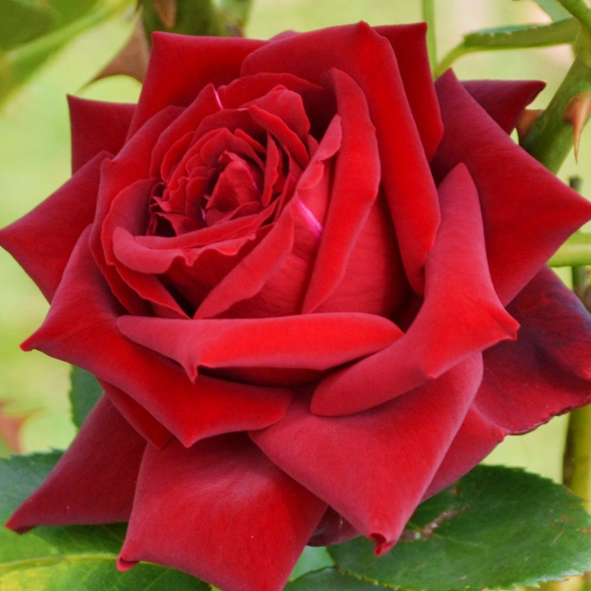 Beetrose ‘Grande Amore®’ - Rosa Grande Amore ® - Willemse