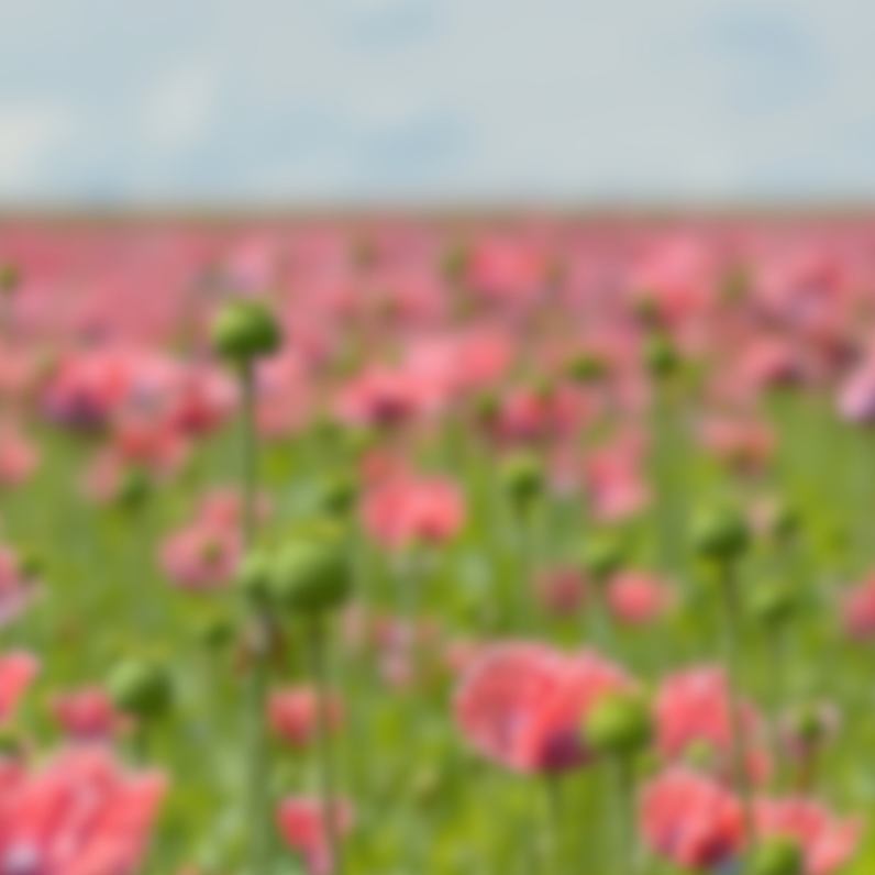QUI SOMMES-NOUS  (12).png__PID:b7056c26-d4a8-4cf5-b30d-992f2d697c64