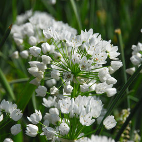 Zierlauch (Neapel) (x50) - Allium neapolitanum - Willemse