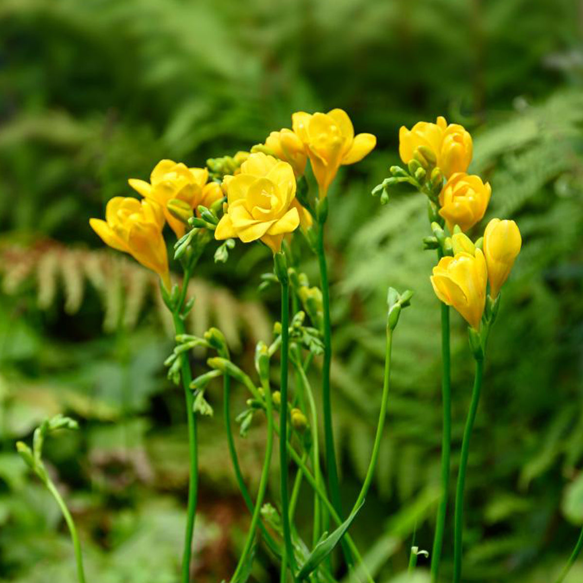 25 doppelte gelbe Freesien - Freesia Double Jaune - Willemse