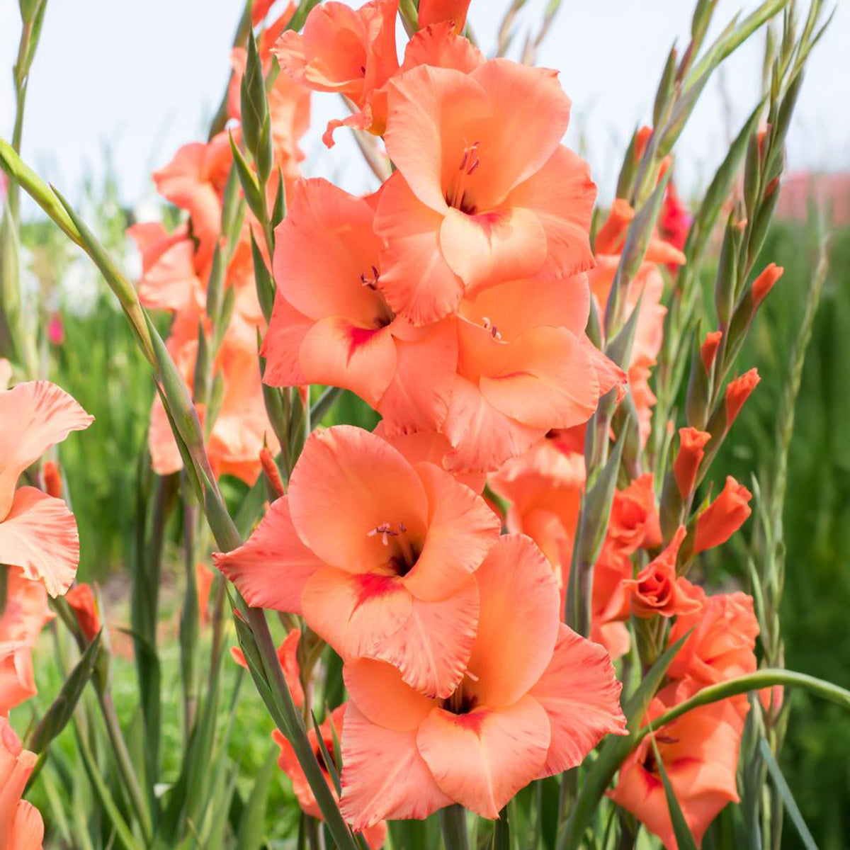 Gladiolen ‘Peter Pears’ (x25) - Gladiolus Peter Pears - Willemse