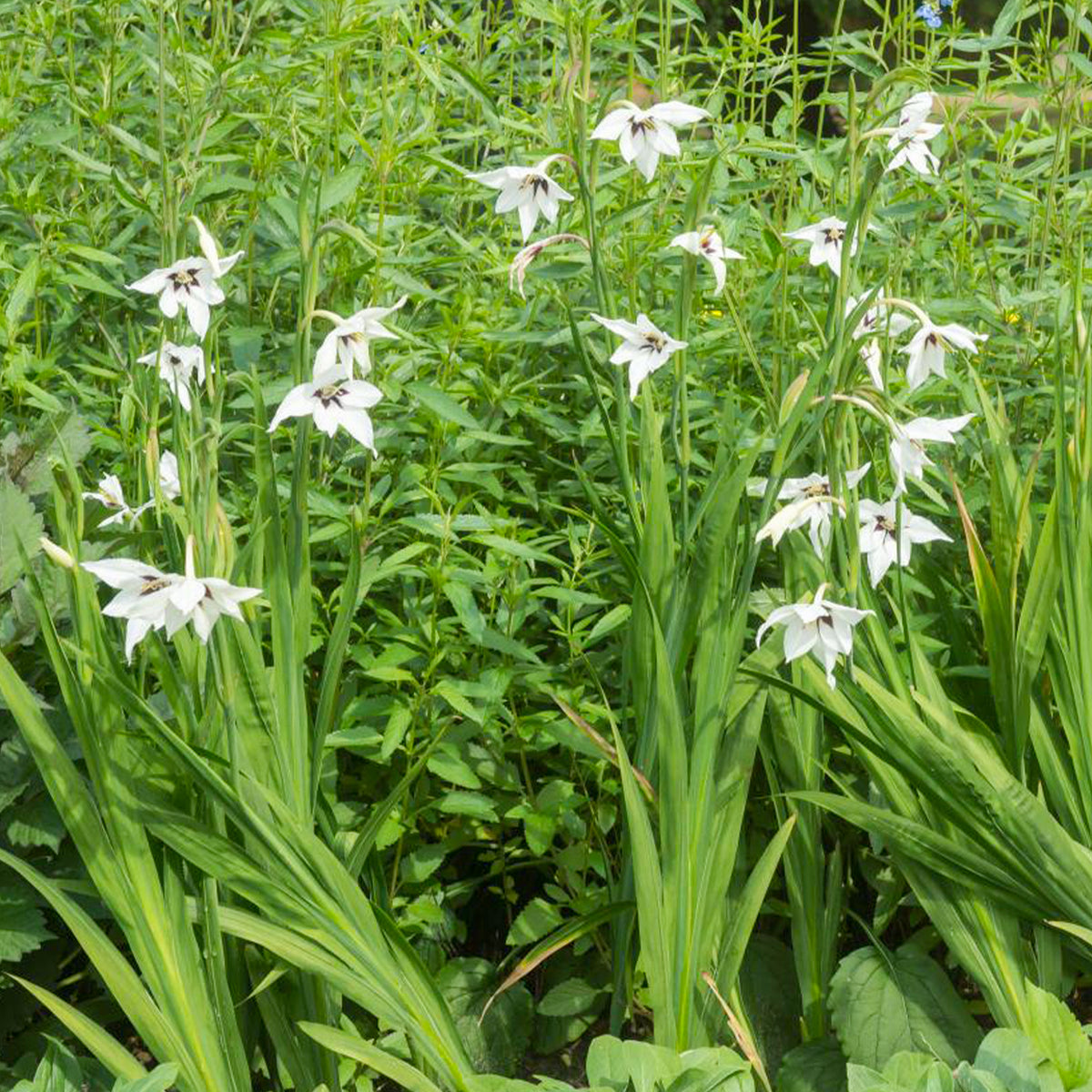 Abyssinische Gladiole (x30) - Gladiolus callianthus - Willemse