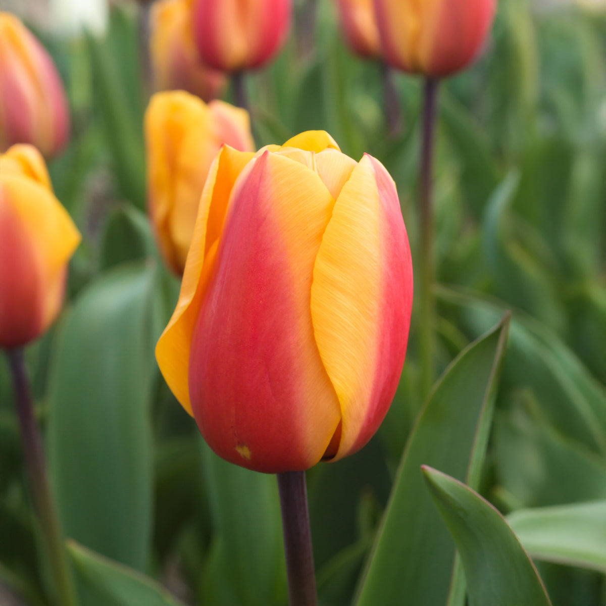 8 Darwin-Tulpen Lalibela Lachs - Tulipa darwin hybrid Lalibela Salmon - Willemse