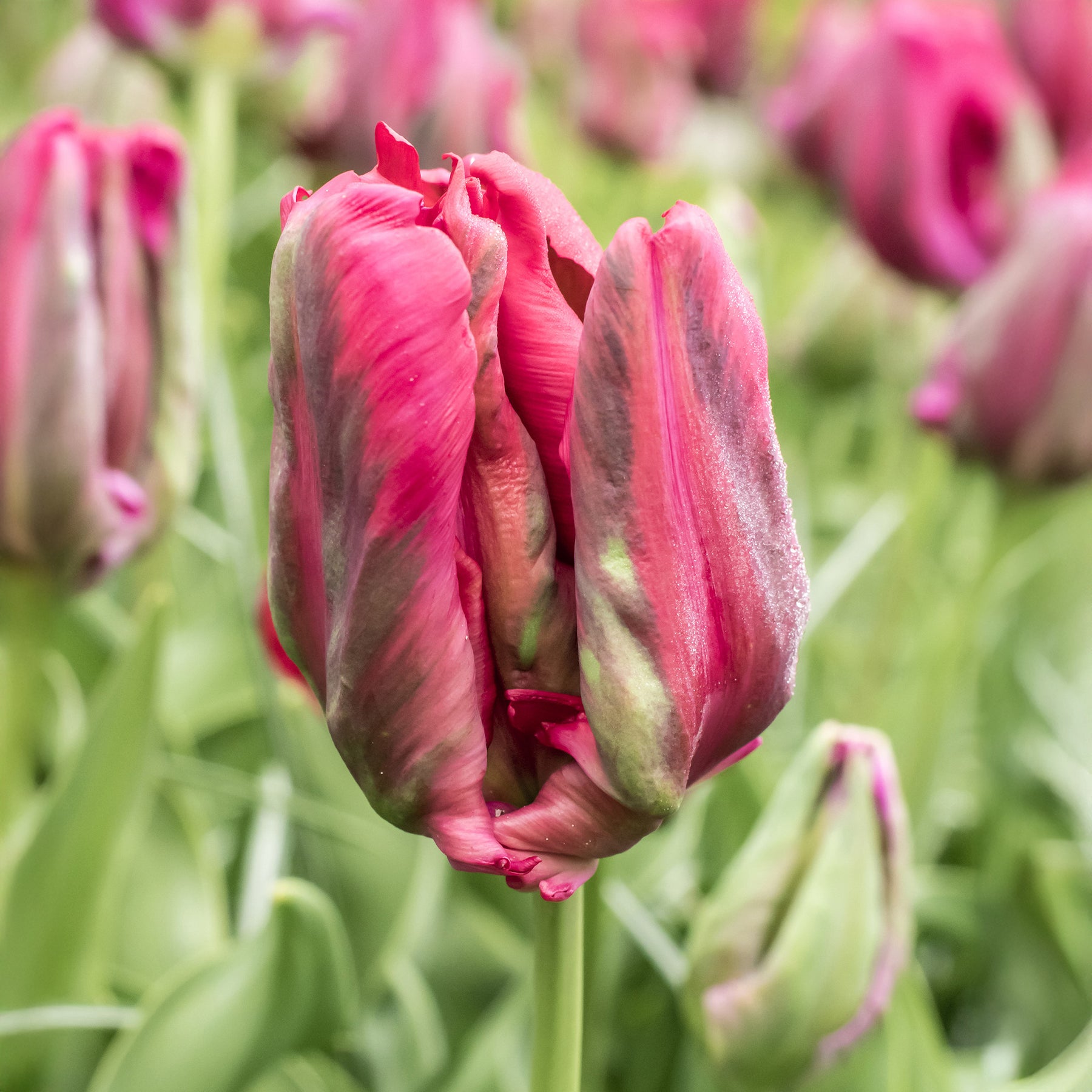 8 Papageientulpen Red Madona - Tulipa parrot Red Madona - Willemse