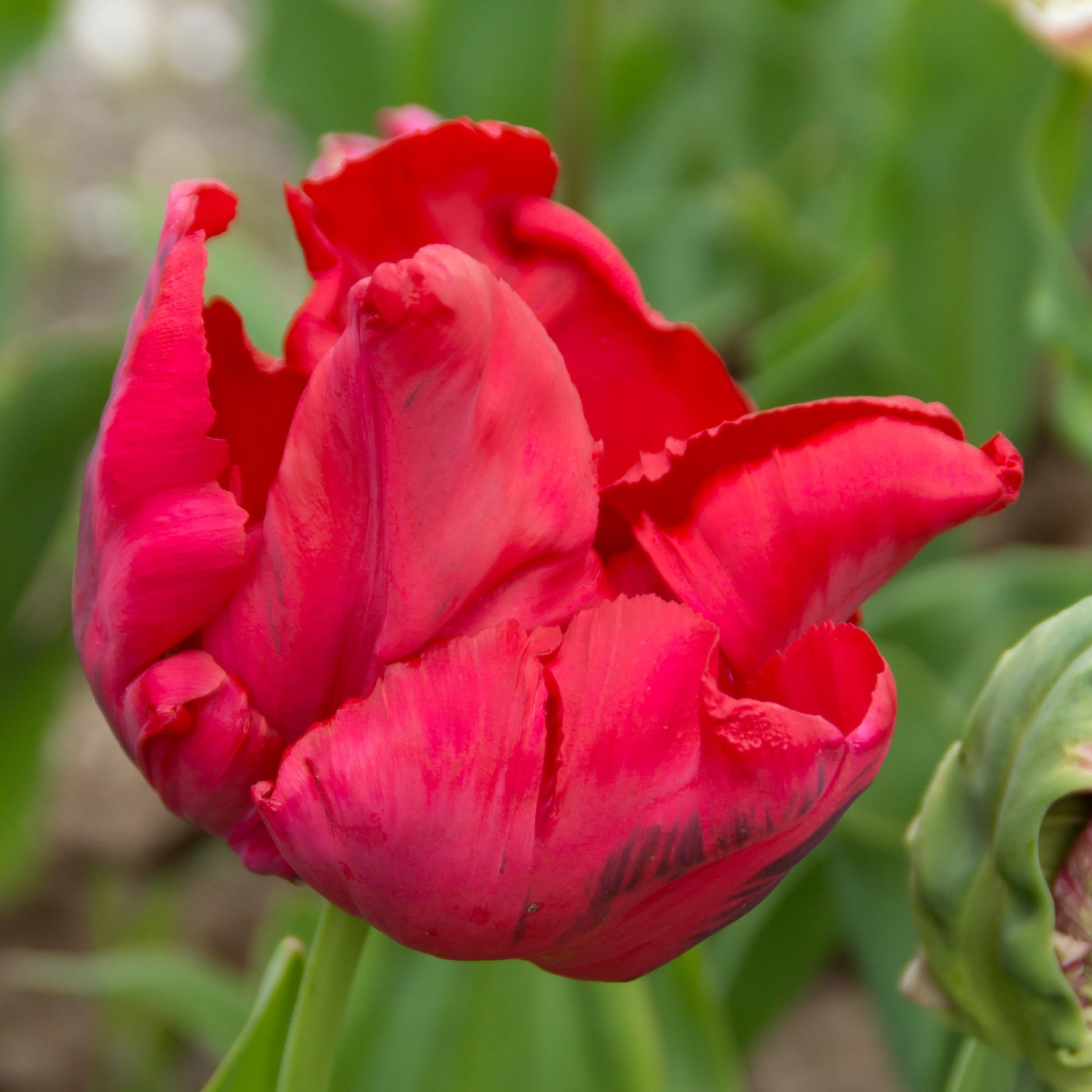 8 Papageientulpen Red Madona - Willemse