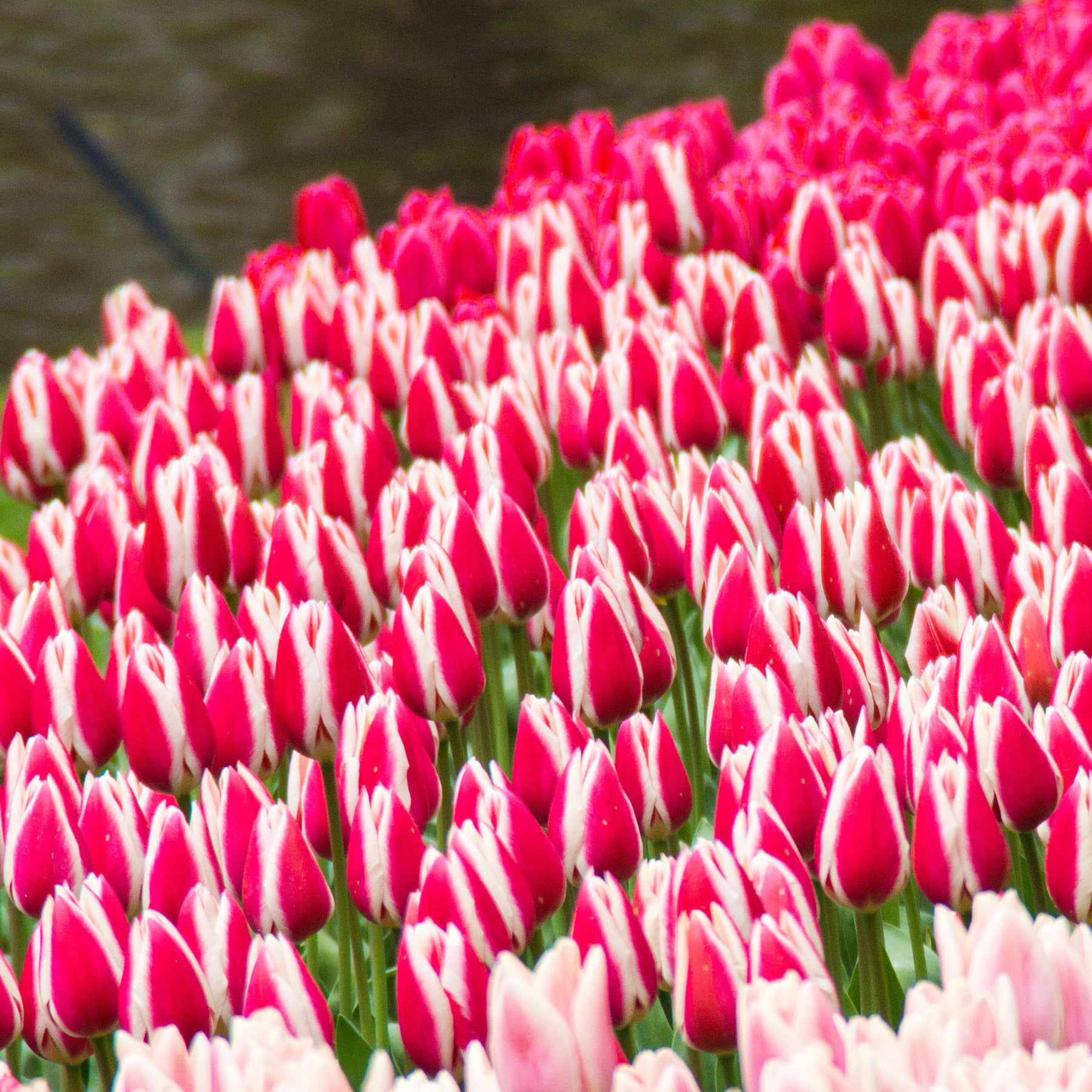 8 Darwin-Tulpen Candy Apple Delight - Willemse