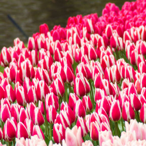 8 Darwin-Tulpen Candy Apple Delight - Willemse