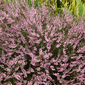 Sommerheide rosa, grünlaubig (x3) - Calluna vulgaris - Willemse