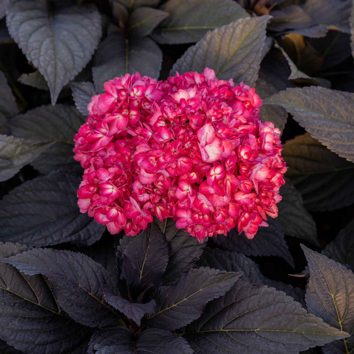 Bauernhortensie 'Eclipse'® 'Bailmacseven' - Willemse