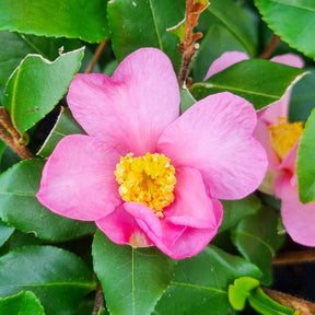 Herbstkamelie ‘Cleopatra’