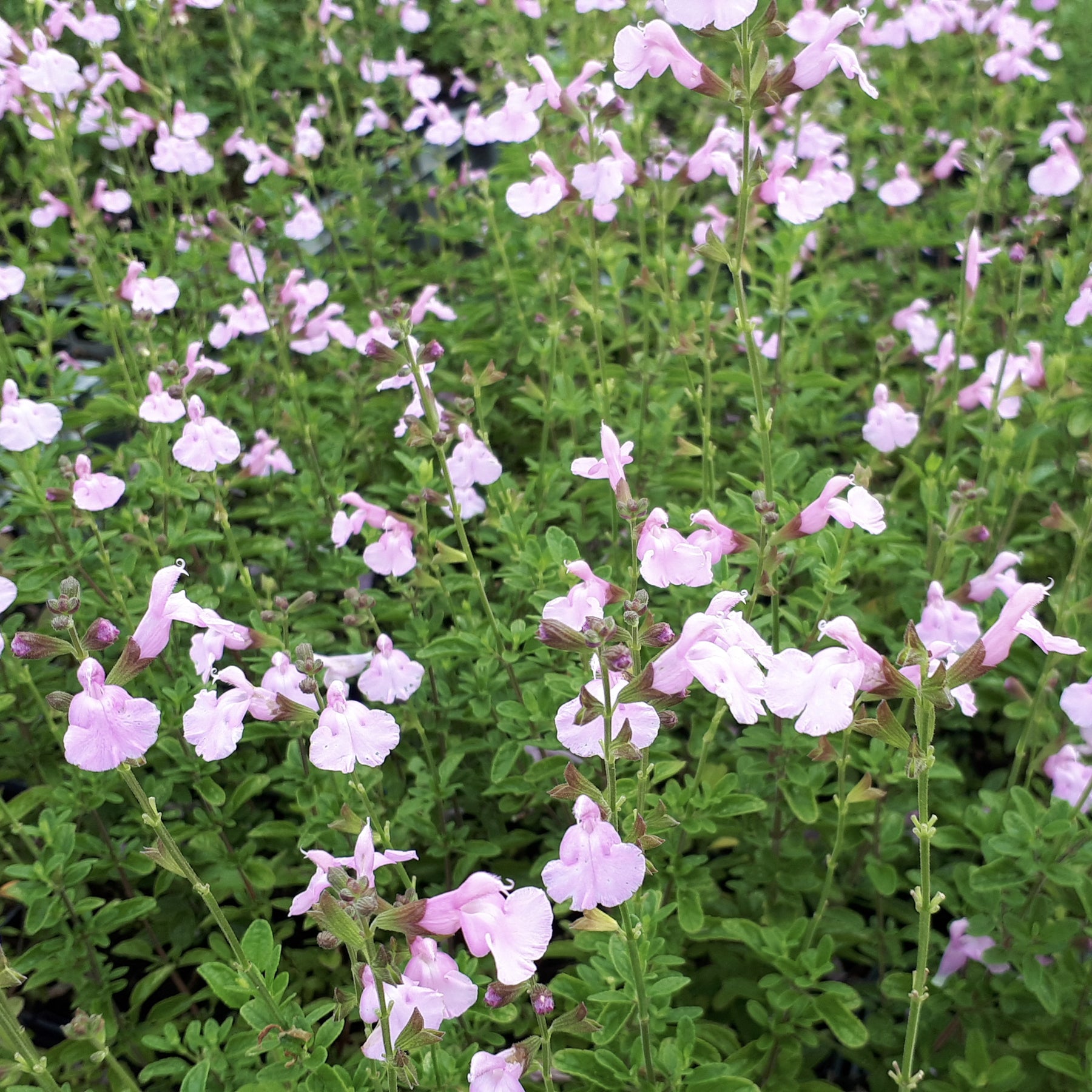 Strauchsalbei ‘Magical® Orinoco’ - Willemse