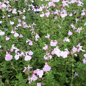Strauchsalbei ‘Magical® Orinoco’ - Willemse