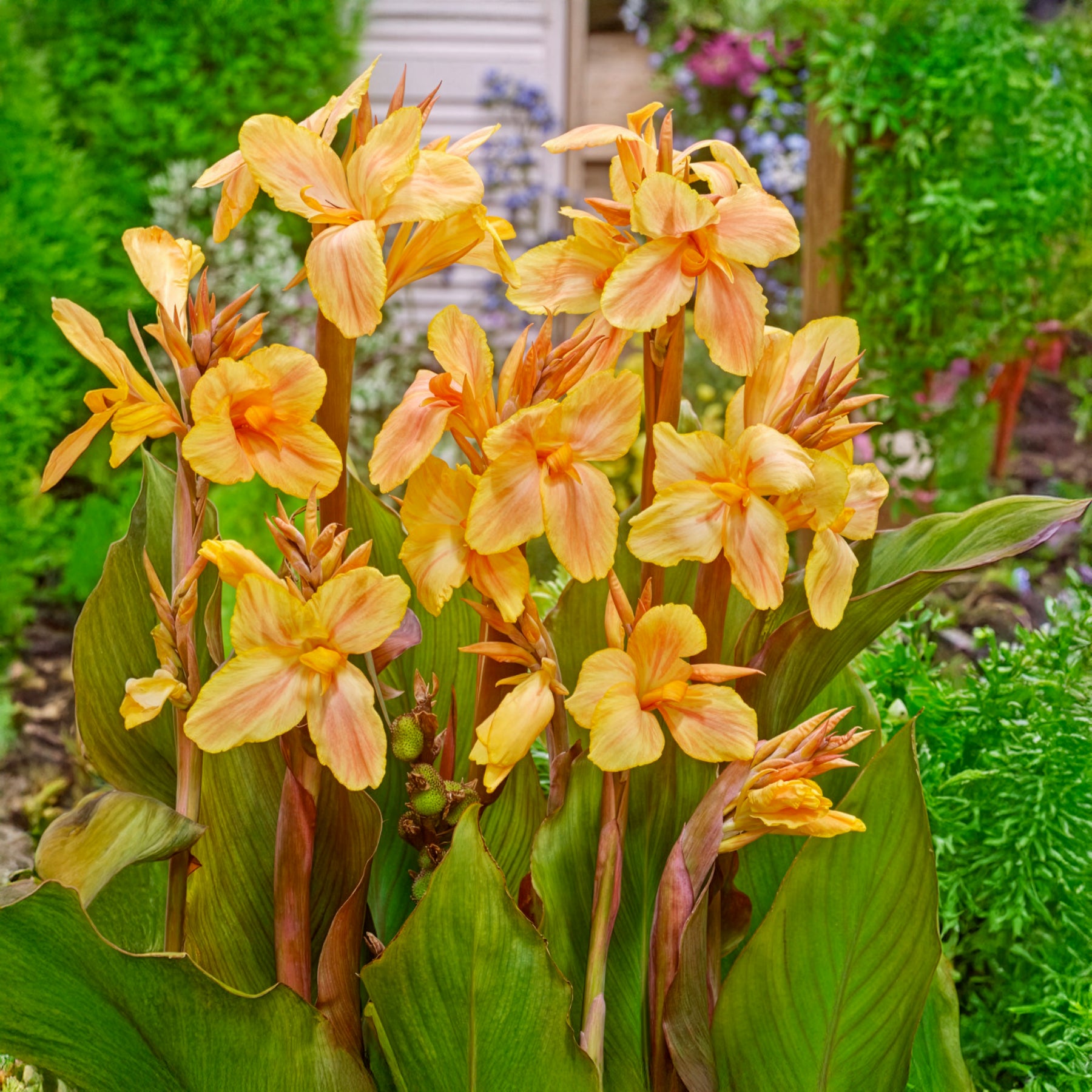 Indisches Blumenrohr Angel Martin - Willemse