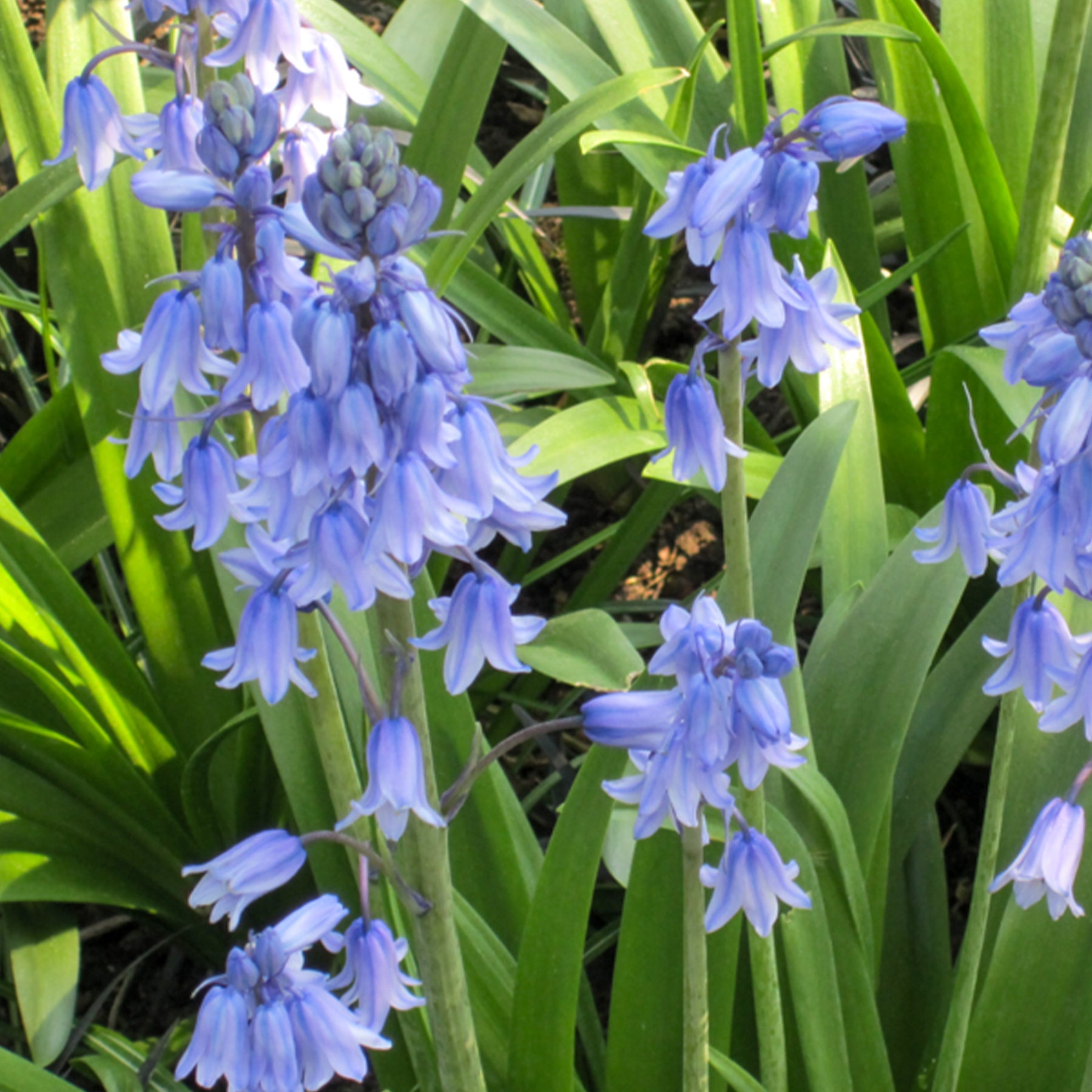 Verkauf Blaues Spanisches Hasenglöckchen - Scilla campanulata blue
