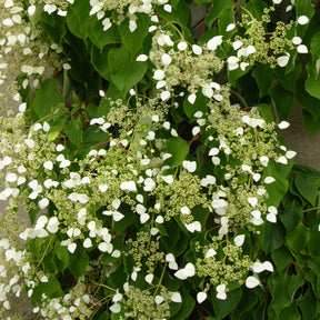 Spalthortensie - Kletterhortensie - Willemse