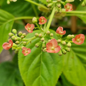 Kletterhortensie ‘Crug Coral’ - Willemse