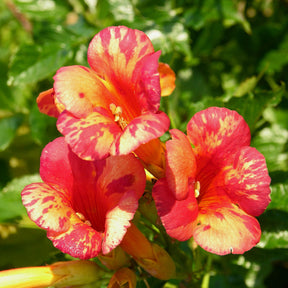 Klettertrompete ‘Orangeade’® - Willemse