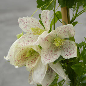 Winter-Waldrebe ‘Winter Parasol’ - Willemse