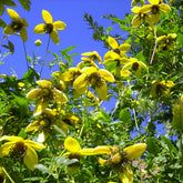 Waldrebe ‘Golden Tiara’®