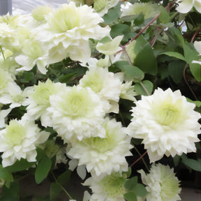 Waldrebe ‘Manju’® - Willemse