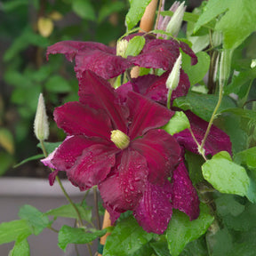 Waldrebe ‘Niobe’ - Willemse