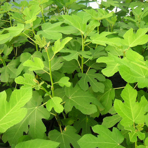 Feige 'Goutte d'Or' - Ficus carica Goutte d'Or - Willemse
