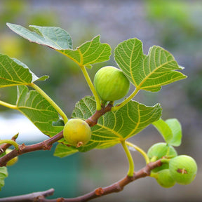 Feige 'La Marseillaise' selbstfruchtbar - Ficus carica Marseillaise - Willemse