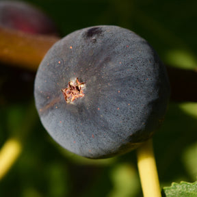 Ficus carica Ronde de Bordeaux - Feige ‘Ronde de Bordeaux’ - Feigenbäume