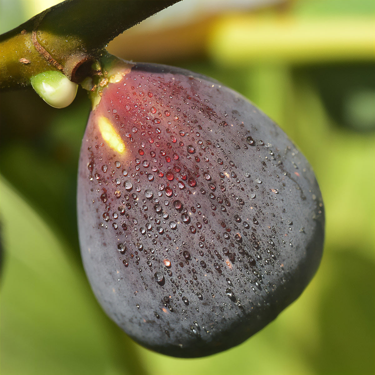 Feige ‘Violette d’Argenteuil’ - Ficus carica Violette d'Argenteuil - Willemse