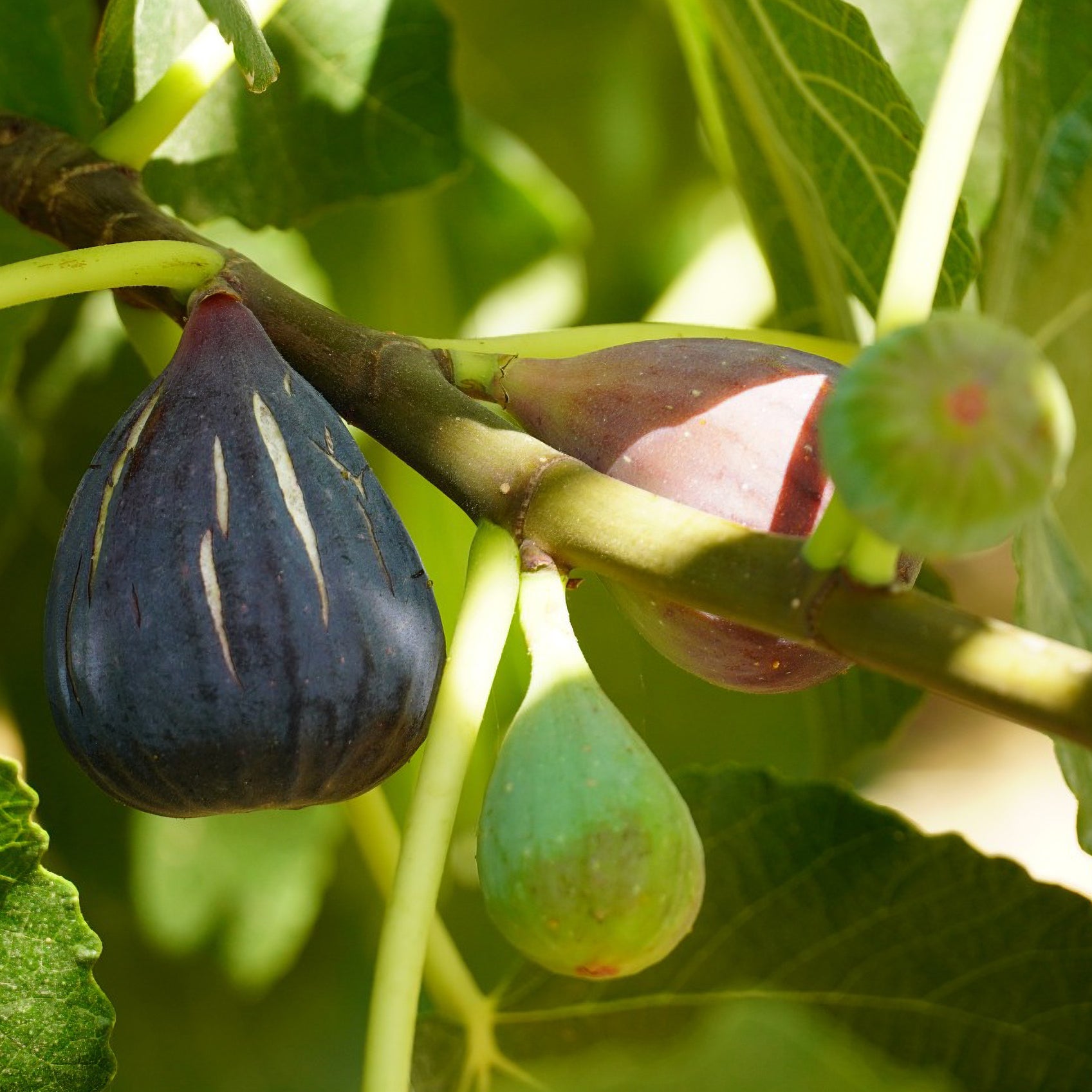 Feige ‘Violette d’Argenteuil’ - Willemse