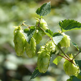 Hopfen Centennial - Willemse