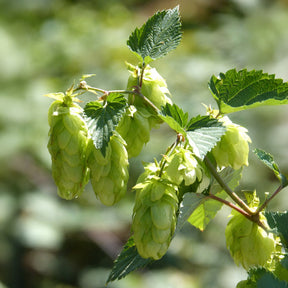 Hopfen Centennial - Willemse