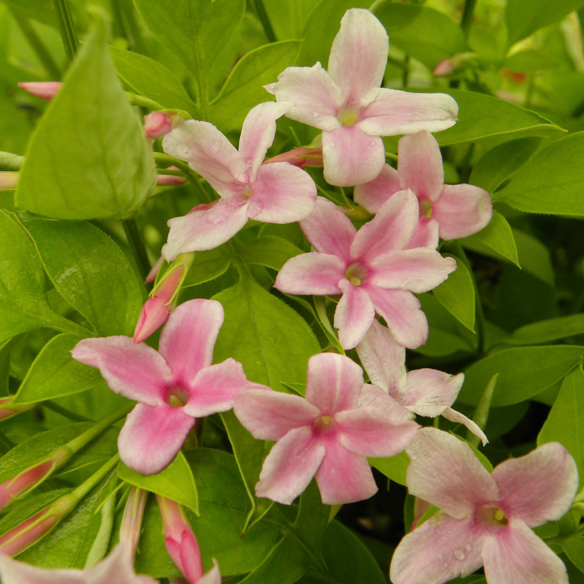 Jasminum stephanense - Stephanischer Kletterjasmin - Jasminum - Jasmin