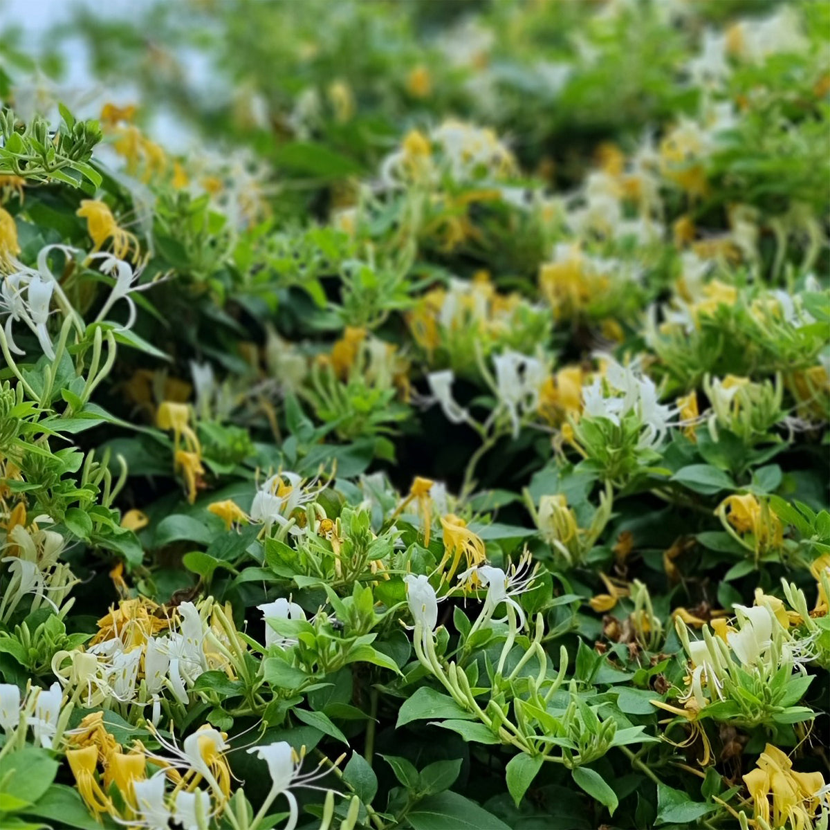 Japanisches Geißblatt ‘Halliana’ - Lonicera japonica Halliana - Willemse