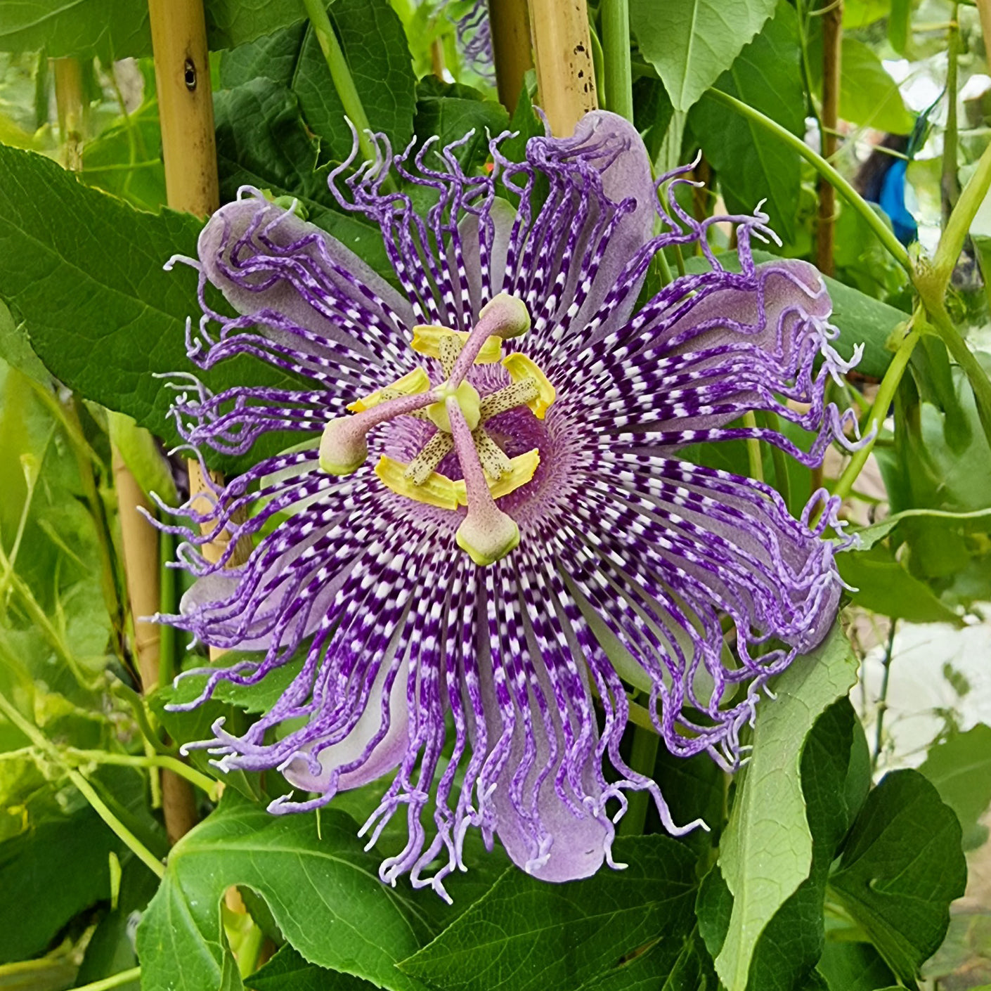 Passionsblume Fata Confetto - Passiflora Fata confetto - Willemse