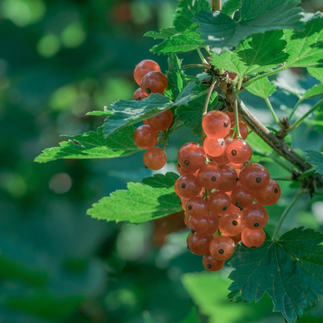 Rote Johannisbeere ‘Gloire des Sablons’ - Ribes rubrum Gloire des Sablons - Willemse