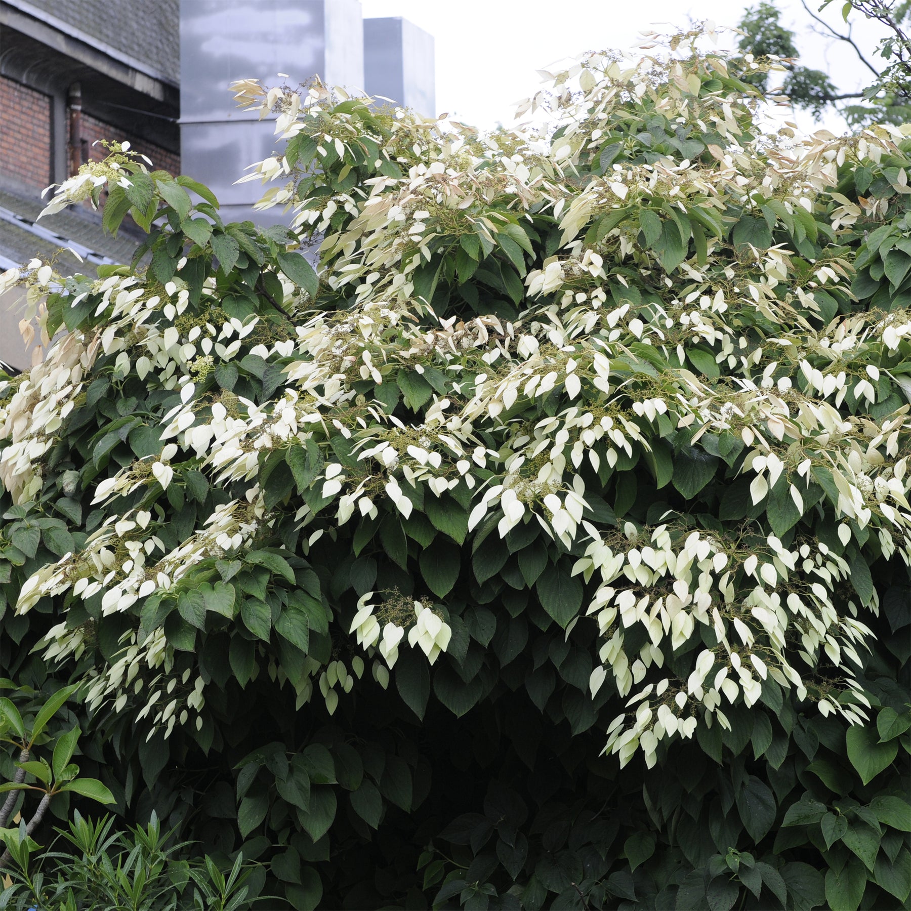 Schizophragma integrifolium / Kletternde Hortensie - Willemse