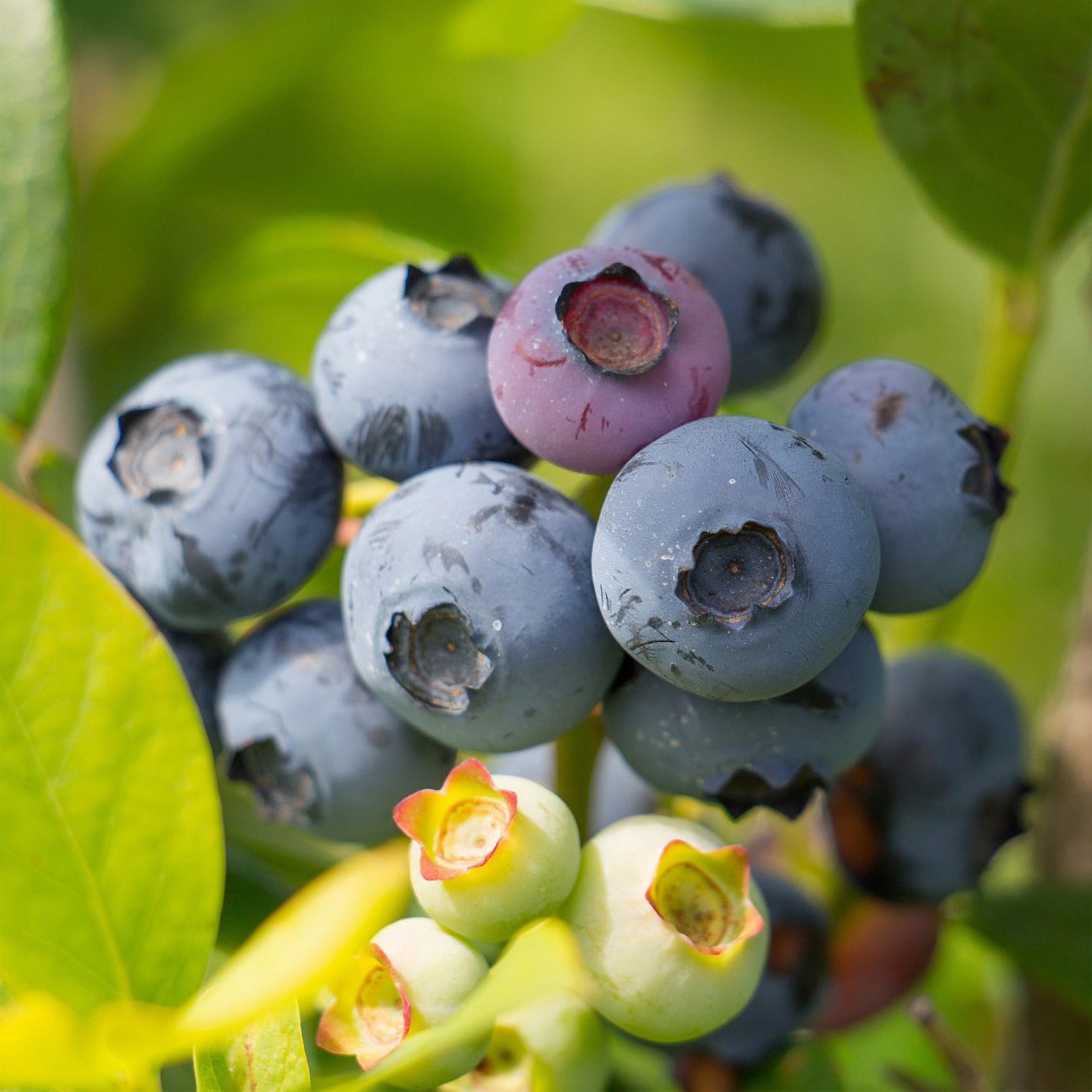 Heidelbeere ‘Berkeley’ - Vaccinium corymbosum Berkeley - Willemse