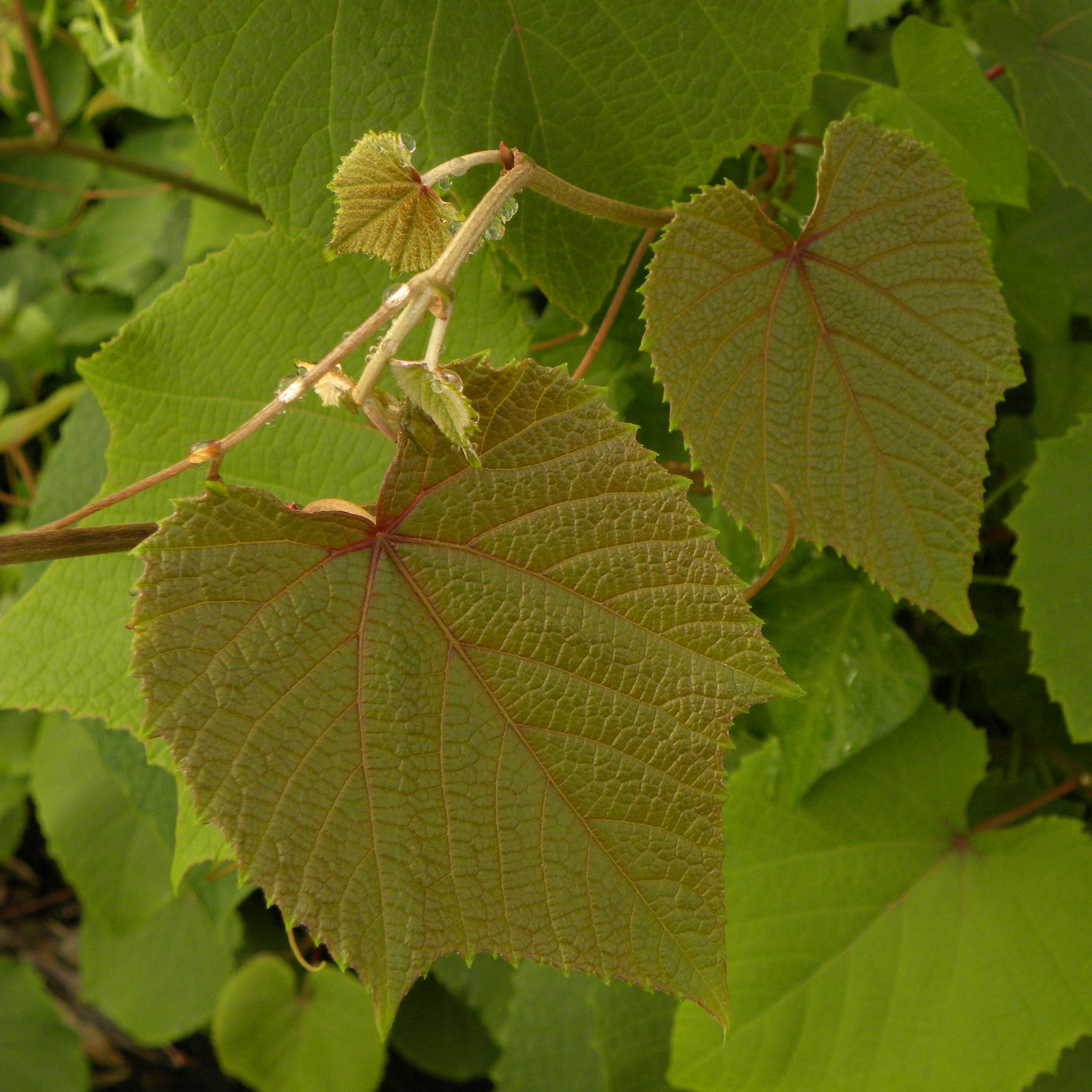 Zierwein ‚Sunningdale‘ - Willemse