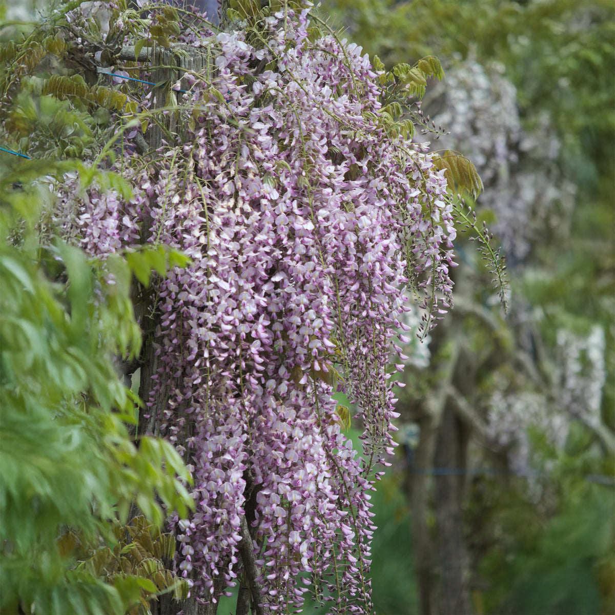 Japanischer Blauregen ‘Pink Ice’ - Wisteria floribunda Pink ice - Willemse