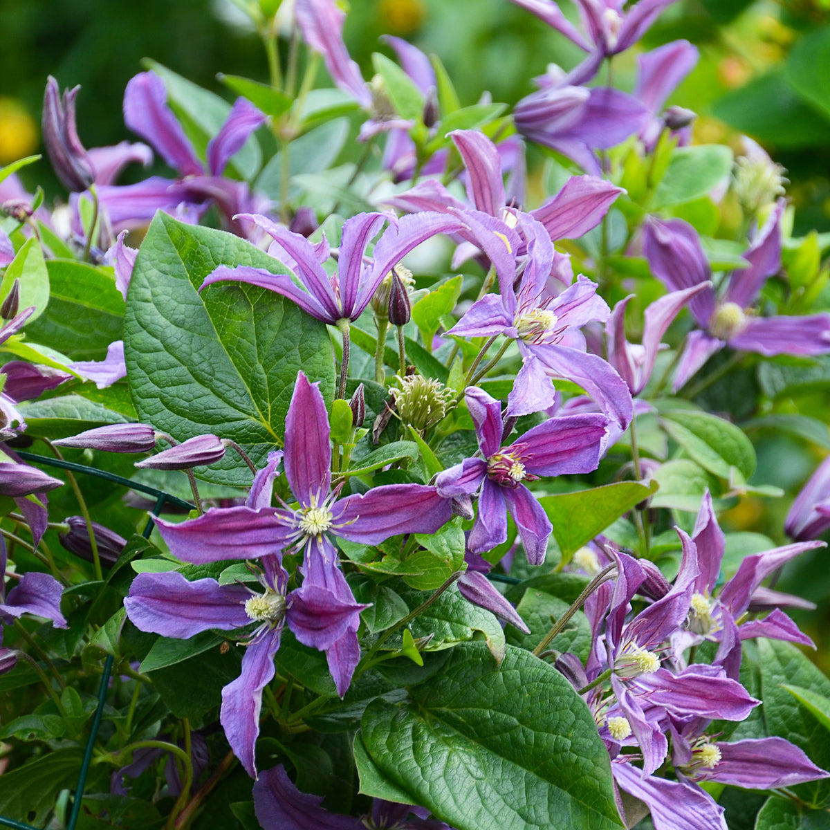 Waldrebe Saphyra® Estrella