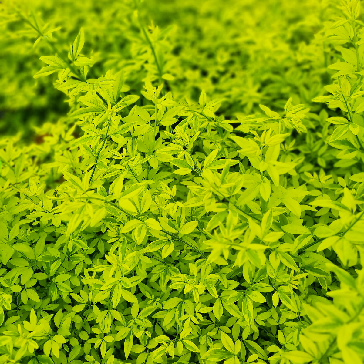 Jasminum mesnyi Gold Touch - Primeljasmin Gold Touch - Sternjasmin - Trachelospermum