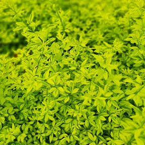Jasminum mesnyi Gold Touch - Primeljasmin Gold Touch - Sternjasmin - Trachelospermum