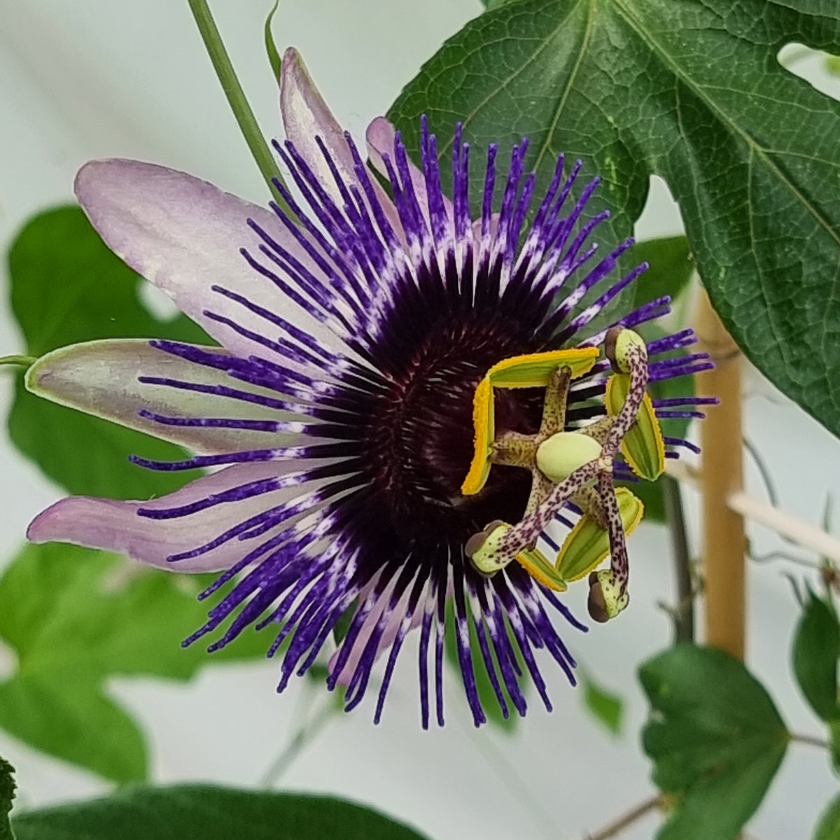 große Passionsblume Damsels Delight® - Passiflora Damsel's Delight® - Willemse