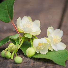 Schisandra grandiflora - Rotblühendes Spaltkörbchen - Blühende Kletterpflanzen
