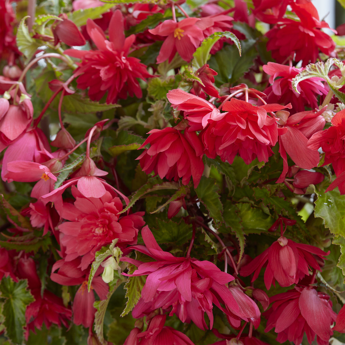 Hänge-Begonie rosa (x5) - Begonia pendula Pink - Willemse