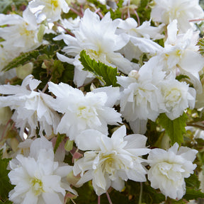 5 hängende weiße Begonien - Begonia pendula White - Willemse